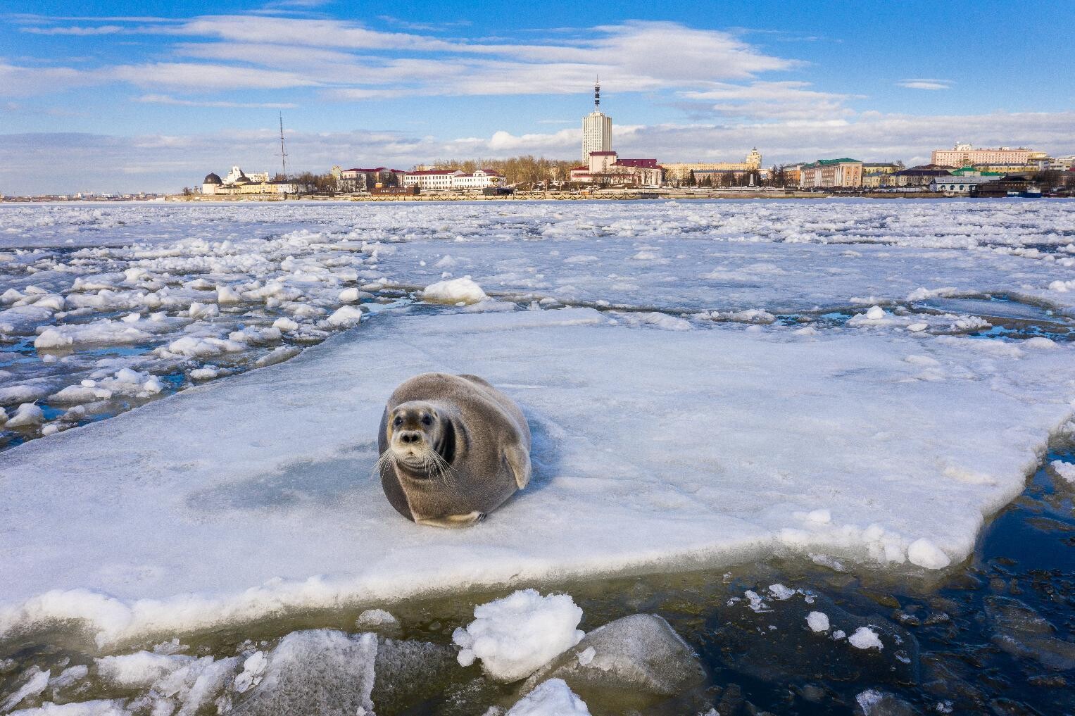 В Архангельске появился тюлень-гастролёр